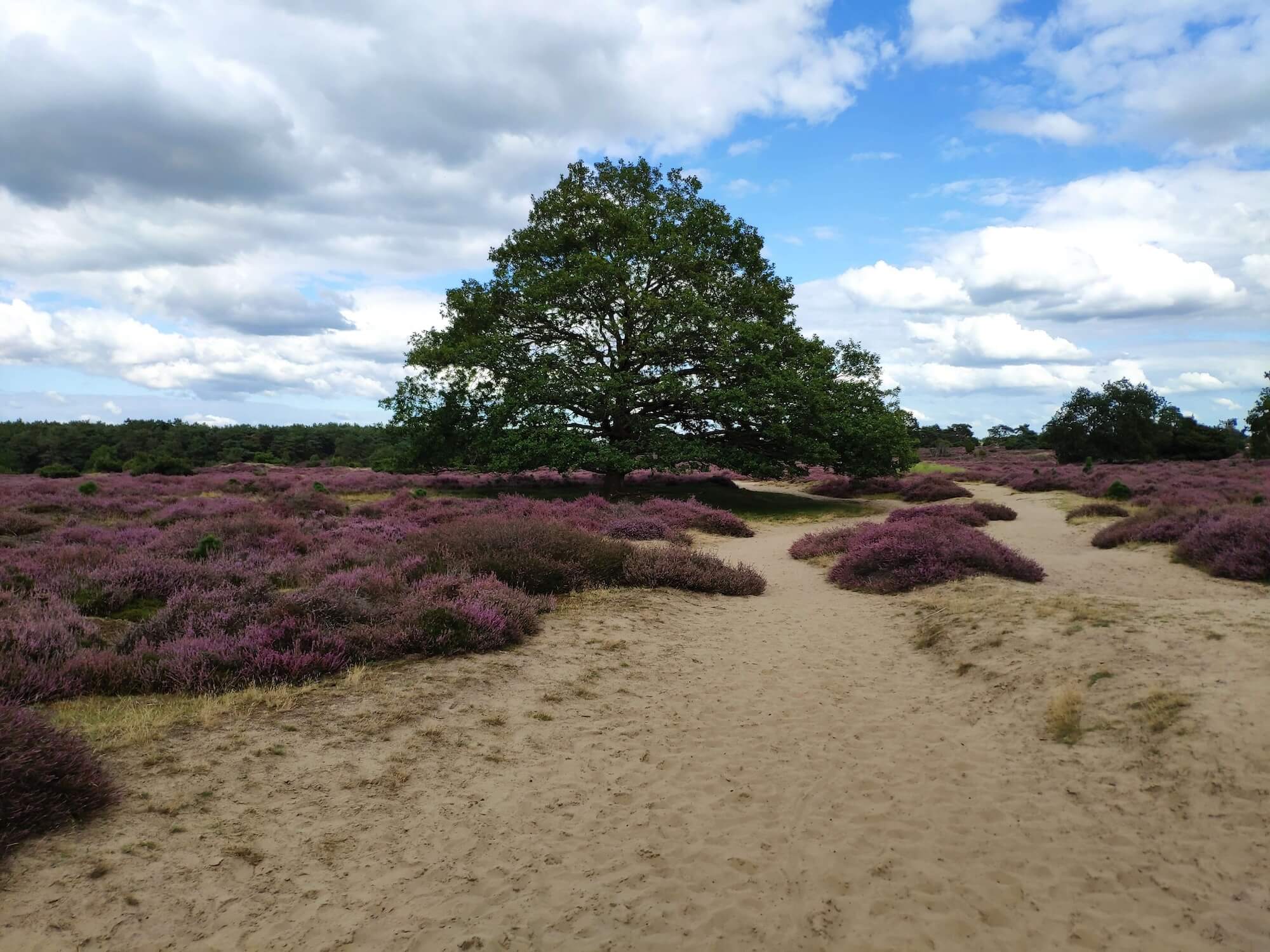 Drouwenerzand natuur